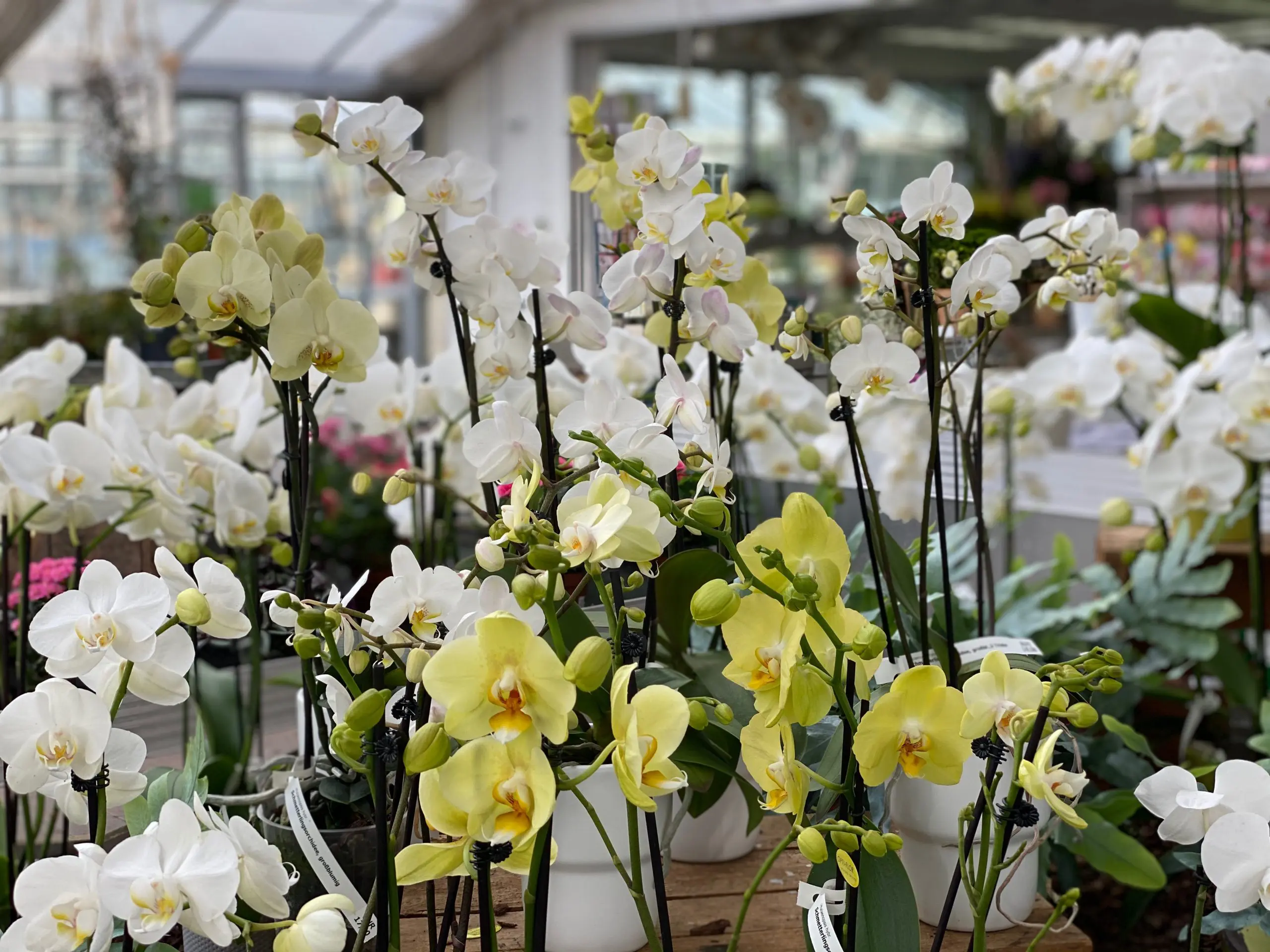 Blumenhandel auch für exotische Pflanzen - Gärtnerei Lehnhoff Hildesheim