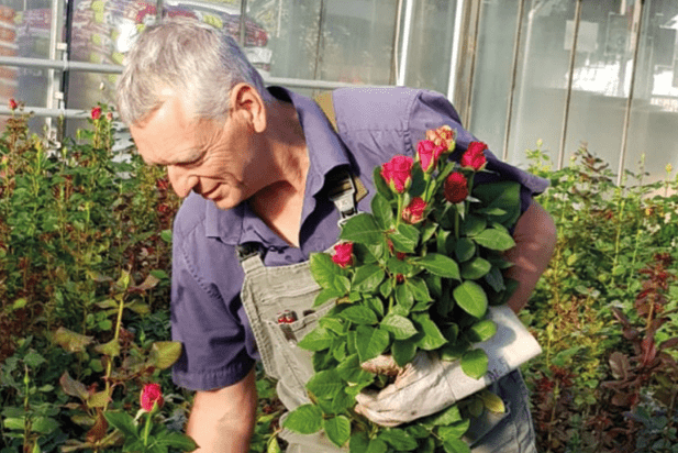 Haucke Lehnhoff - Gärtnerei Lehnhoff Hildesheim