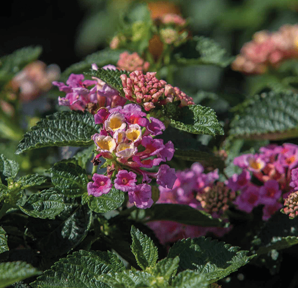 Lantana - die perfekte Pflanze für sonnige Standorte: Bring Farbe in ihren Garten oder auf ihren Balkon - Beet- und Balkonpflanzen