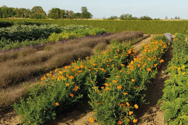Die Felder unserer Gärtnerei - Blumen und Pflanzen aus der Region Hildesheim