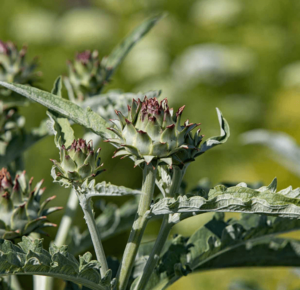 Mediterranes Flair für deinen Garten. Artischockenpflanzen und weitere Gemüsepflanzen kaufen Sie im Pflanzenverkauf der Gärtnerei Lehnhoff in Hildesheim. 