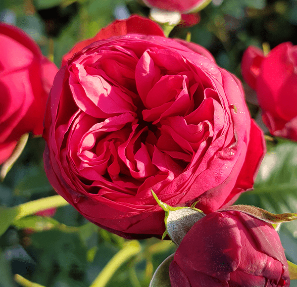 Blütenzauber, der verzaubert: Diese Rosenpflanze blüht unermüdlich und erfüllt die Luft mit ihrem Duft. 