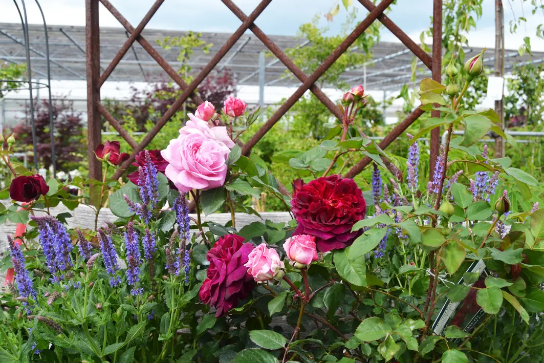 Rosen und Gartenpflanzen - in unserer Gärtnerei in Hildesheim haben Sie eine große Auswahl