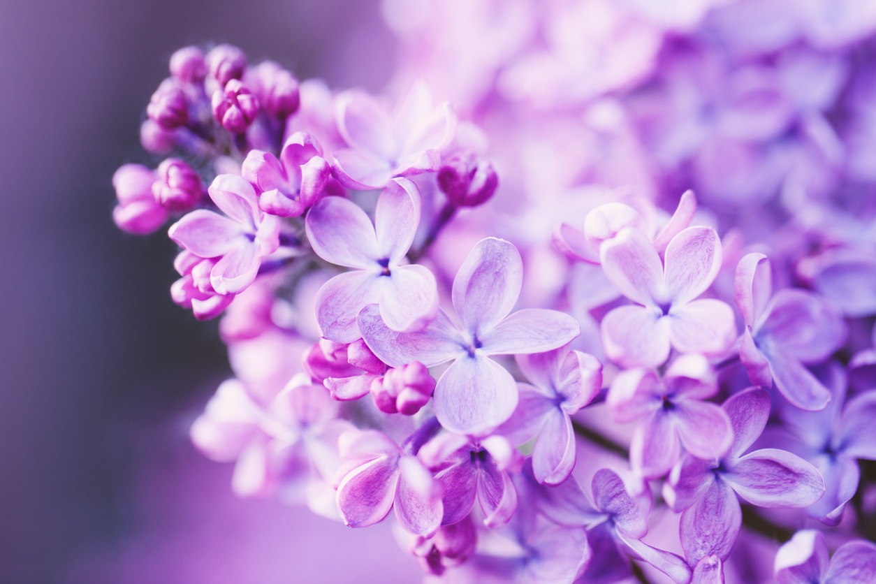 Lilac flowers iStock 172477138 Gärtnerei Hauke Lehnhoff