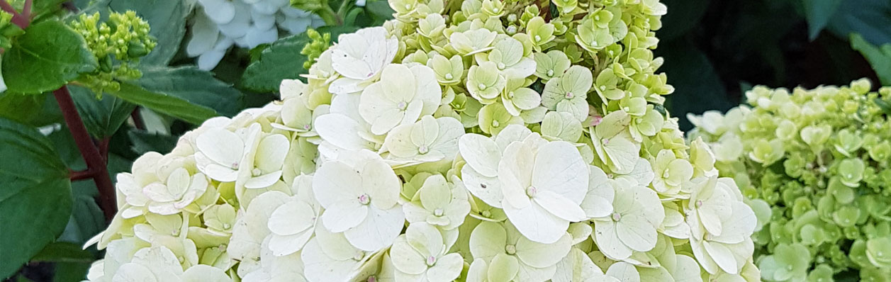 rispenhortensie