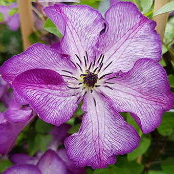 Clematis